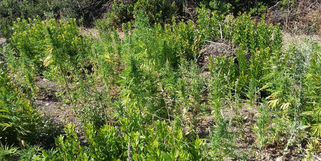 Bursa’da yanan alanda bin 850 kök Hint keneviri bulundu