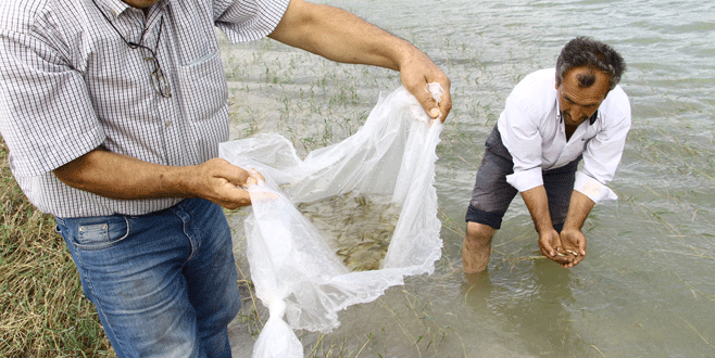 Göletlere balık takviyesi