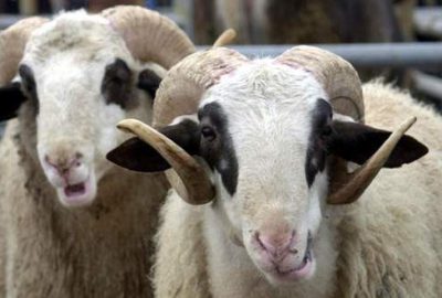 Kurban Bayramı ne zaman? Kurban bayramı tatili kaç gün?