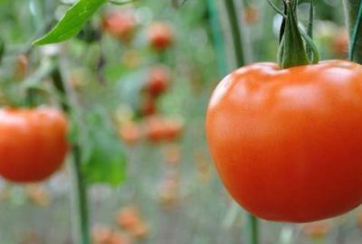 Temmuzda zam şampiyonu domates oldu