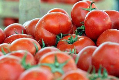 Domates fiyatları düşecek