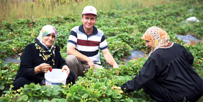 Nilüfer organik çilek ve enginarın merkezi oluyor