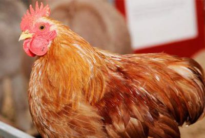 Kümes hayvanlarının sayısı arttı