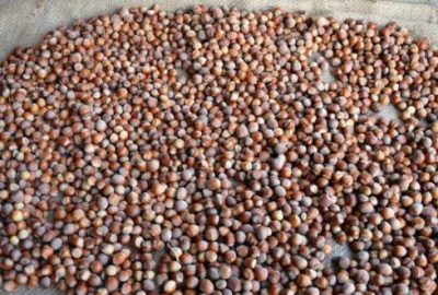 Yılın ilk fındığı tüccara indi