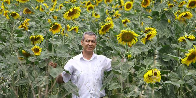Ayçiçeği üreticisi umutlu