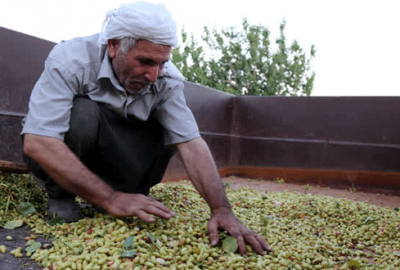 Antep fıstığında hasat zamanı