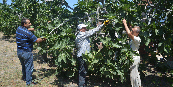 İncir üreticisi tedirgin