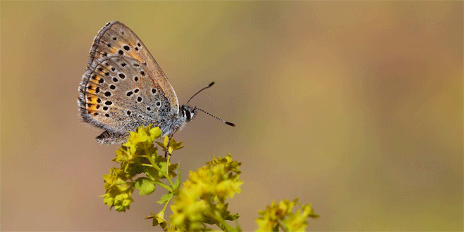 50 sanatçı Uludağ’da Apollo Kelebeği’nin peşine düştü