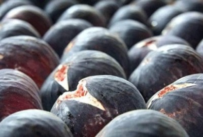 Siyah incir ihracatı başladı