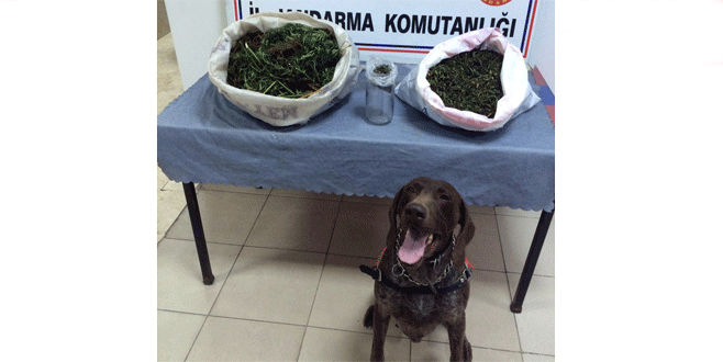 Bursa’da narkotik köpeği ‘Varis’ 7 kilo esrar buldu