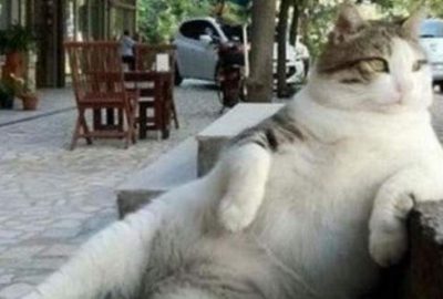 Fenomen kedi Tombili'nin 1 Ağustos'ta hayatını kaybettiği öğrenildi...