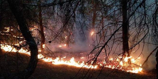 Çorum’da 60 hektar ormanlık alan yandı