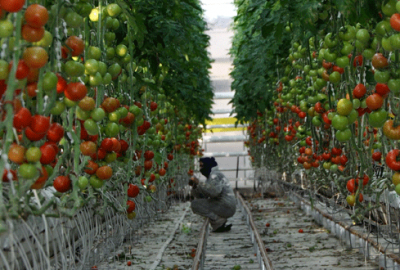 Seracılar hedeflerini büyütüyor