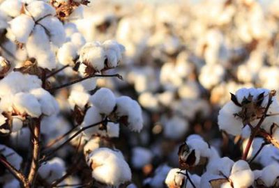 Pamuk rekoltesi yüzleri güldürecek