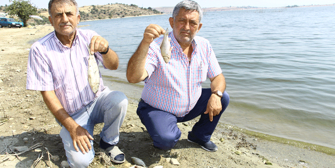 Boğazköy’de balık ölümü