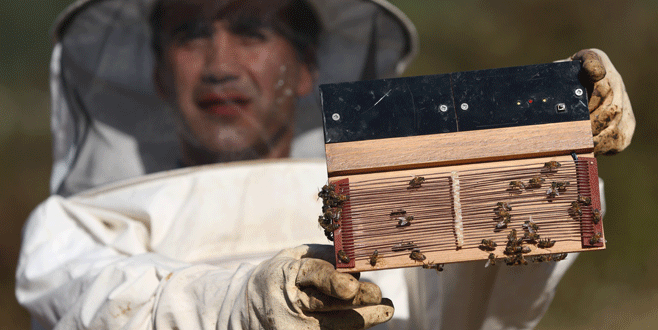 Bursa’da kilogramı 500 bin liraya ‘arı zehri’