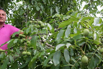 Ceviz çiftçinin yüzünü güldürdü