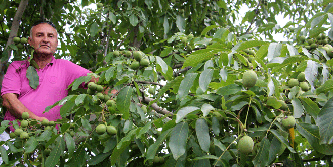 Ceviz çiftçinin yüzünü güldürdü