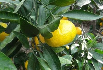 Rusya ihracatında % 80’lik kayıp