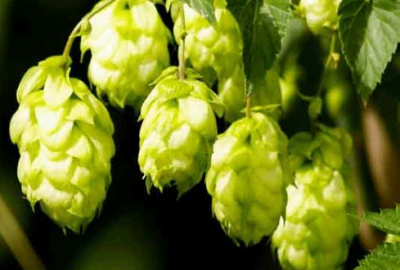 Şerbetçi otu gözden düşüyor