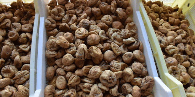 Kuru incirde kaliteli sezon