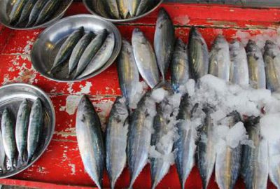 Palamut umut veriyor