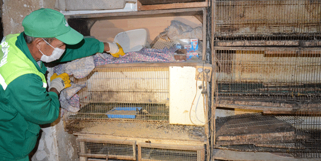 Evde civciv üretimi zabıtaya takıldı