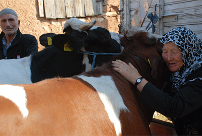 Telef olan inekleri için ağlayan çifti güldüren hediye