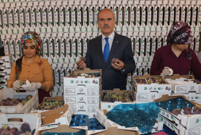 İlk siyah incir ihracatı Almanya’ya