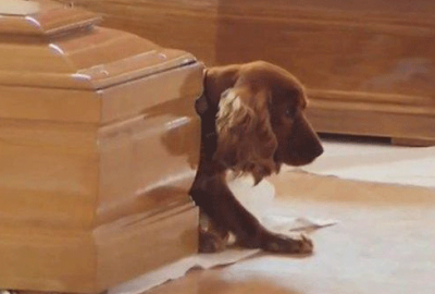 Ölen sahibinin tabutunu bırakmadı