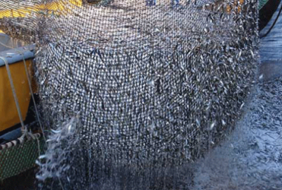 Denizde av bereketli geçecek