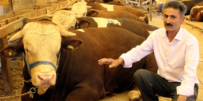 Bursa’da otomobil fiyatına kurbanlıklar