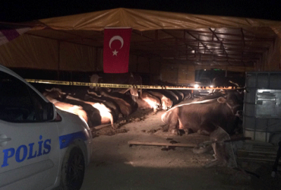 Kurbanlık satış yerinde silahlı kavga: 3 ölü, 3 yaralı