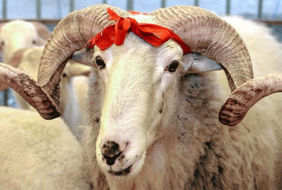 Kurbanlık alırken dikkat!