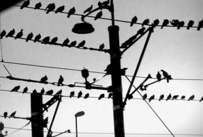 Kuşlara yuva yapıldı kesintileri azaldı