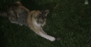 Bursa’da kedinin fareyle keyifli oyunu kamerada
