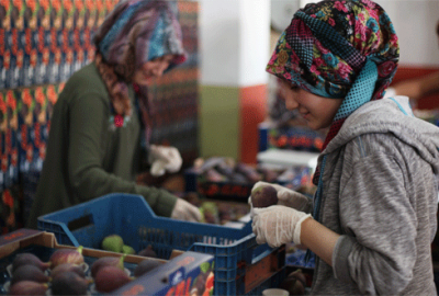 Siyah incire Büyükşehirle ihracat dopingi