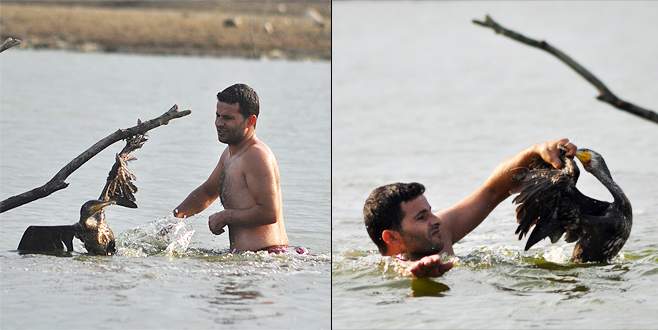 Bursa’da misinaya takılan karabatak için seferberlik