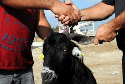 Kurbanlık alırken ‘kurban’ olmayın