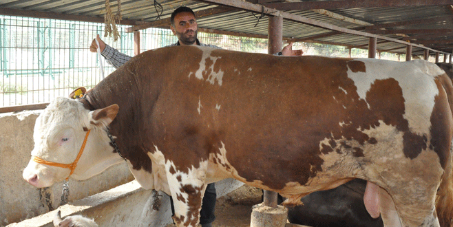 Pazarın ‘Kral’ı araba fiyatına satıldı