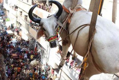 Evinin çatısında beslediği kurbanlıkları vinçle indirdi