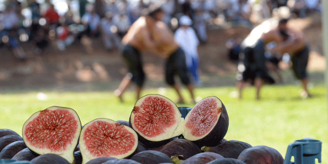 Ovaakça’da İncir Festivali coşkusu