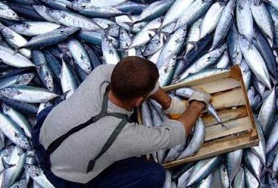 Bir gecede 7 bin kasa palamut avladılar