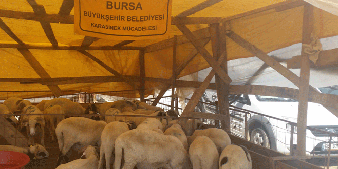 Kurban kesiminde sağlıklı koşullara dikkat!