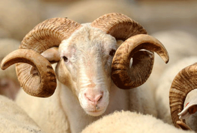 Kurban sıkıntısı yaşanmayacak