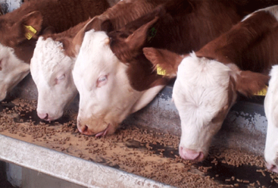 Bayram ekonomiyi canlandıracak