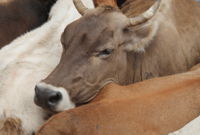 Kurban pazarları hareketlendi