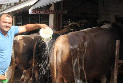 Bursa’daki hayvan pazarından renkli görüntüler