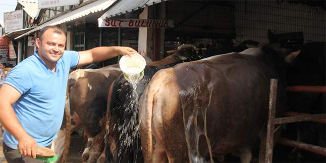 Bursa’daki hayvan pazarından renkli görüntüler