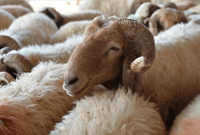 Kaçak kurbanlığa geçit yok